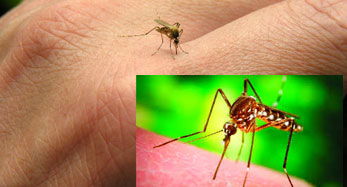 Mosquitoe biting hand